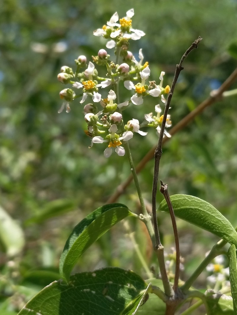 Mascagnia lucida photo 2