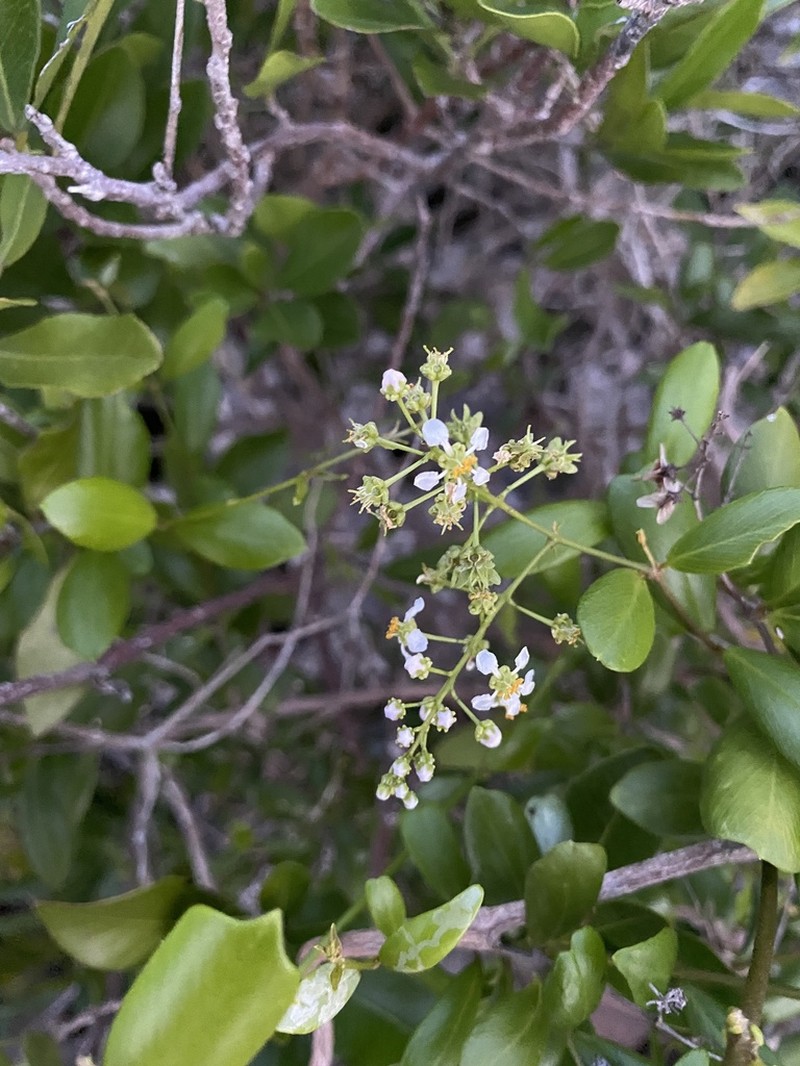 Mascagnia lucida photo 3