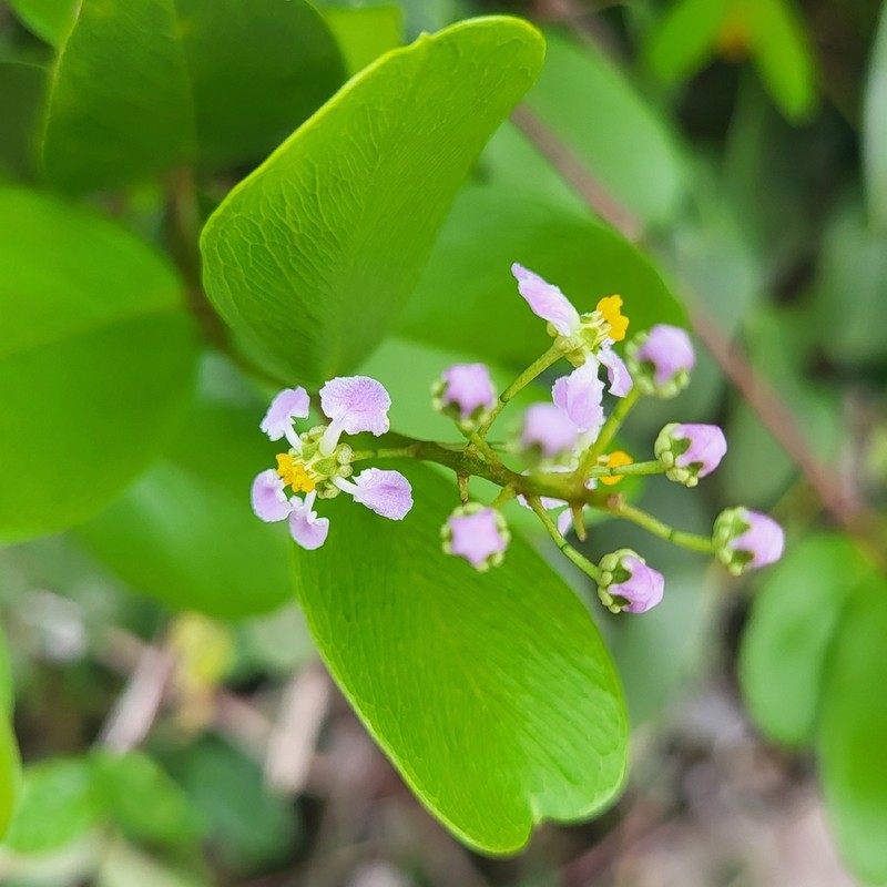 Mascagnia lucida photo 4