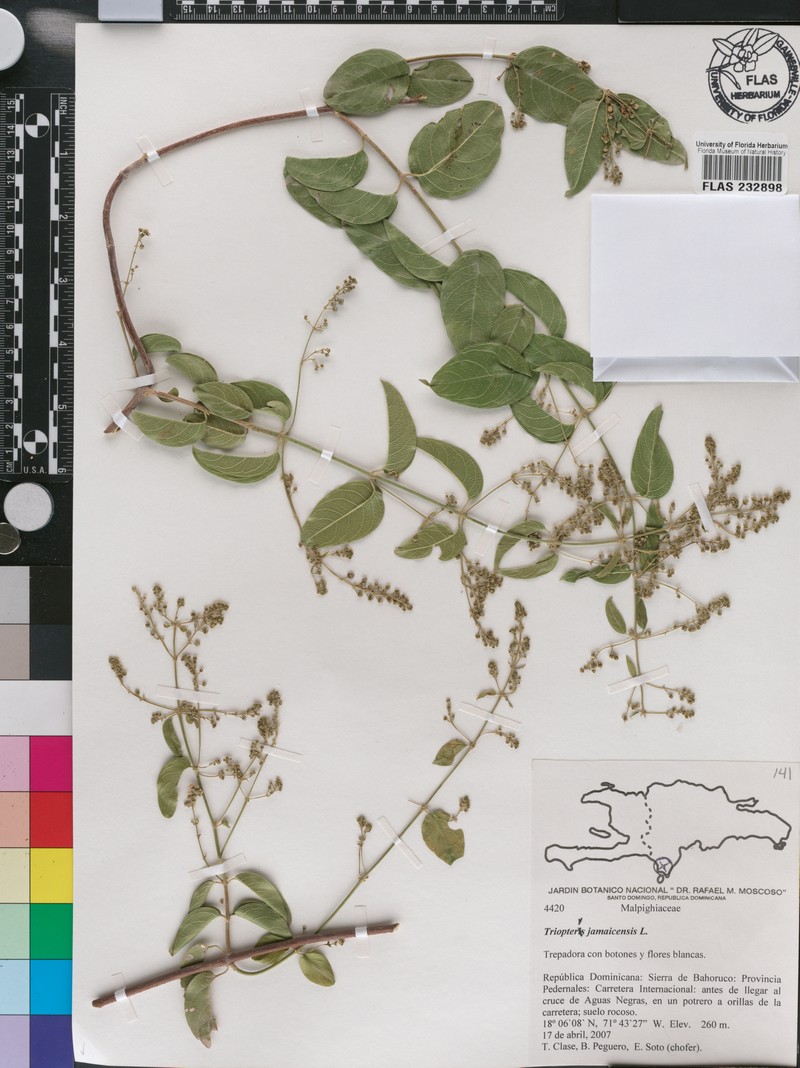 Mascagnia lucida subsp. lucida