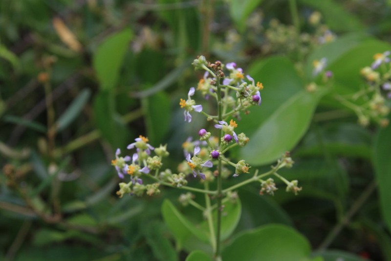 Mascagnia paniculata