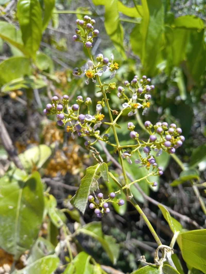 Mascagnia paniculata photo 2