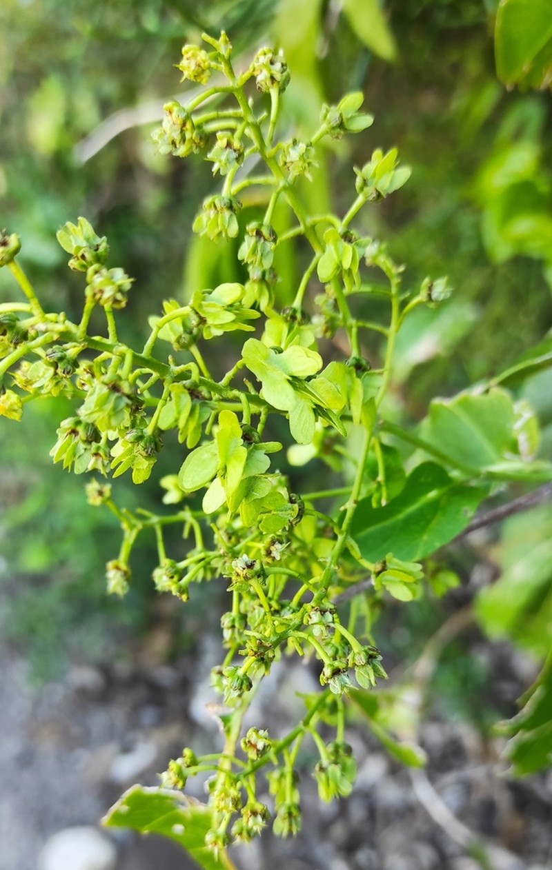 Mascagnia paniculata photo 3