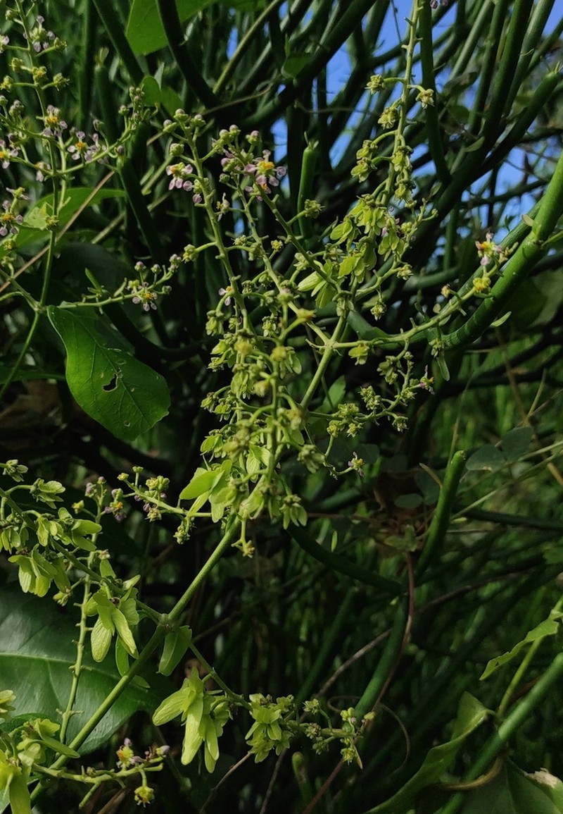 Mascagnia paniculata photo 4