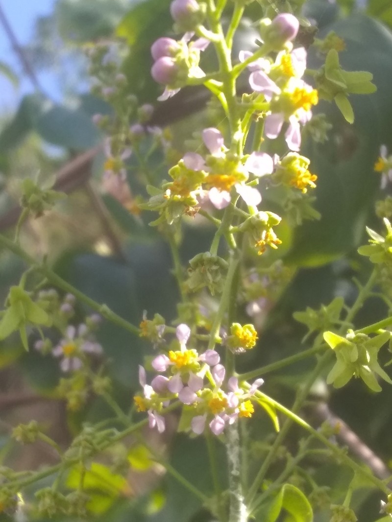 Mascagnia paniculata photo 5