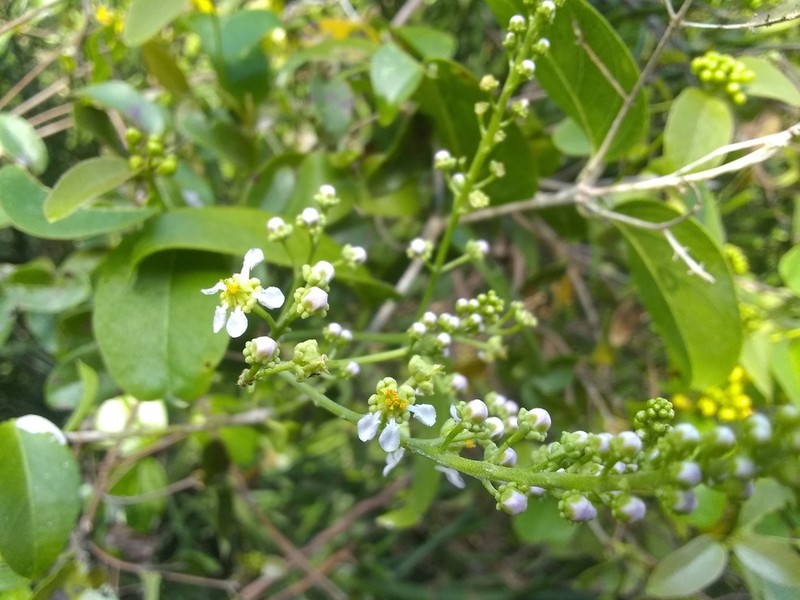 Mascagnia paniculata photo 6