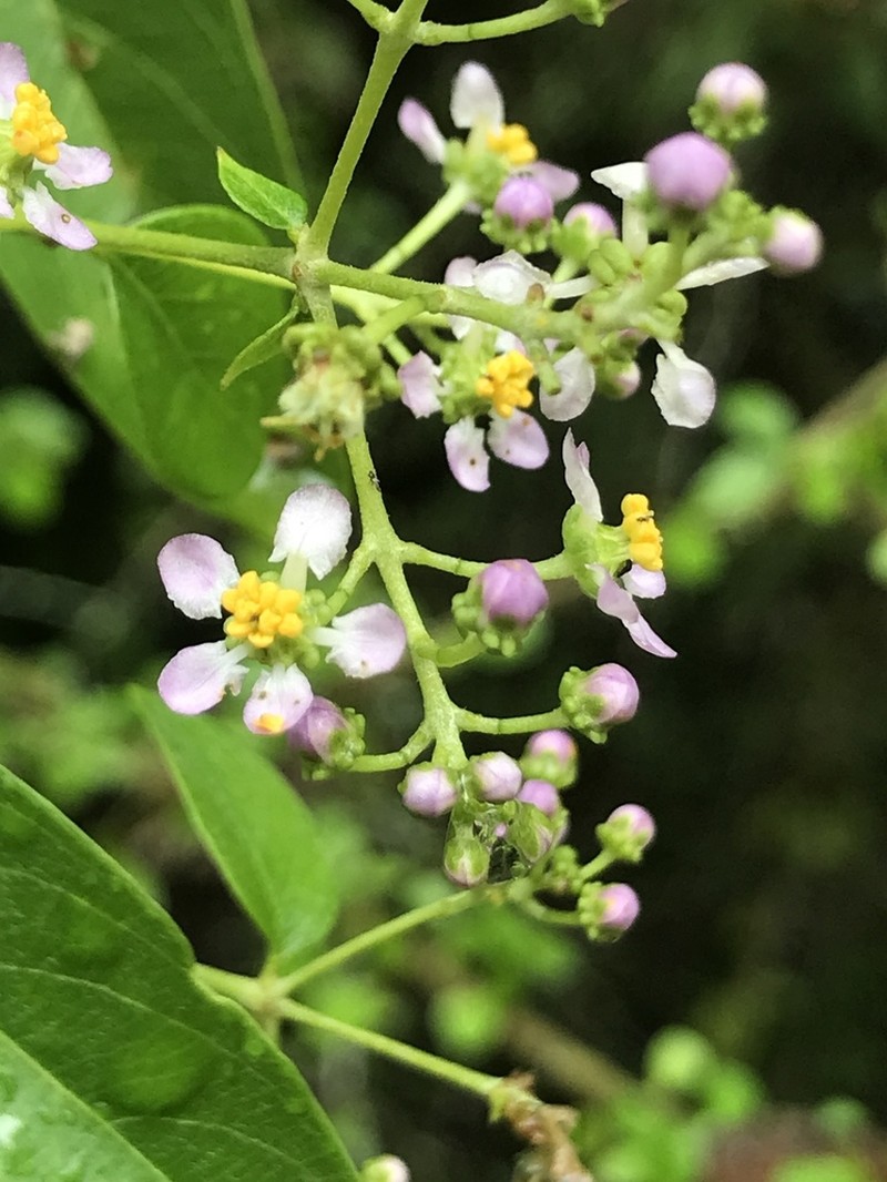 Mascagnia paniculata photo 7