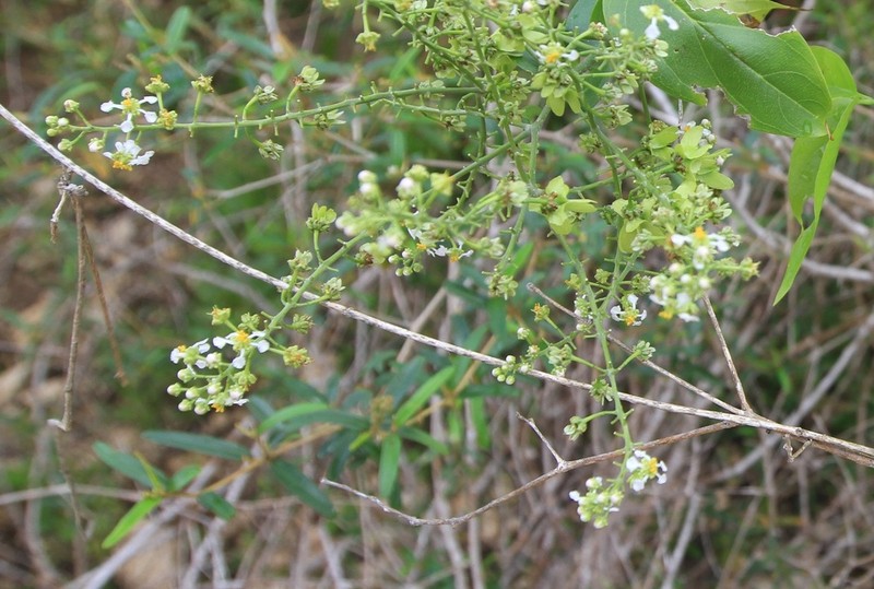 Mascagnia paniculata photo 8