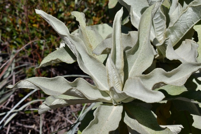 Maschalostachys markgrafii