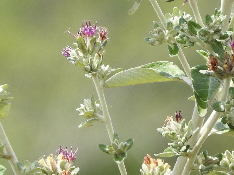 Maschalostachys markgrafii photo 2