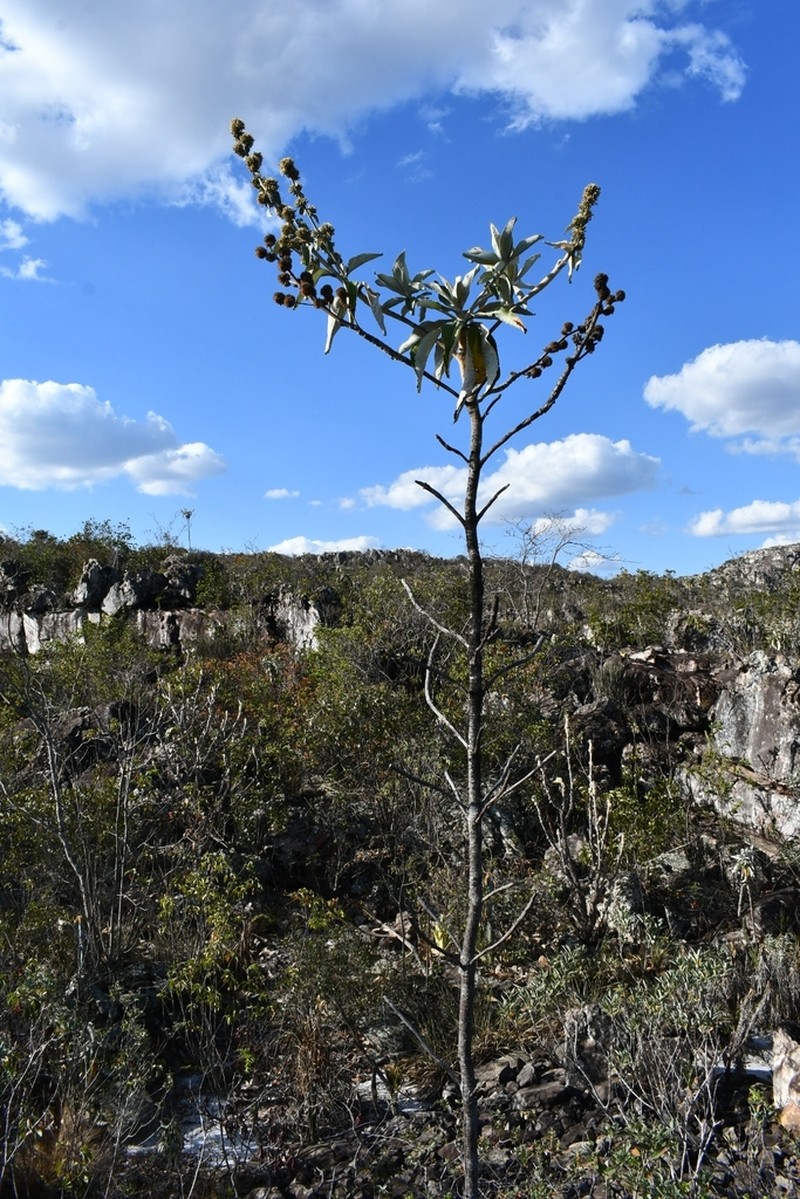 Maschalostachys markgrafii photo 3