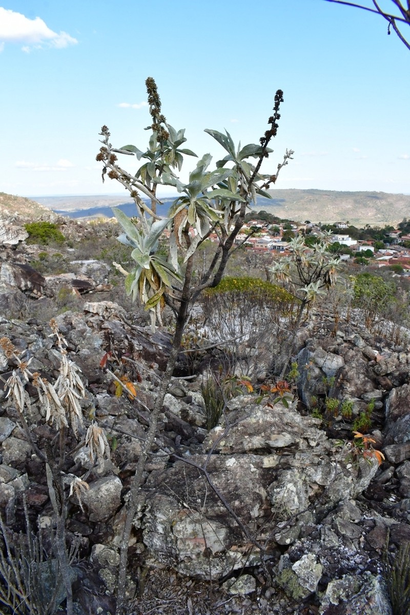 Maschalostachys markgrafii photo 4