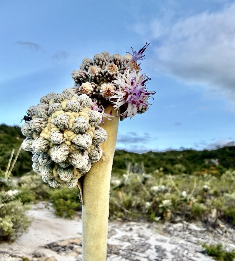 Maschalostachys mellosilvae