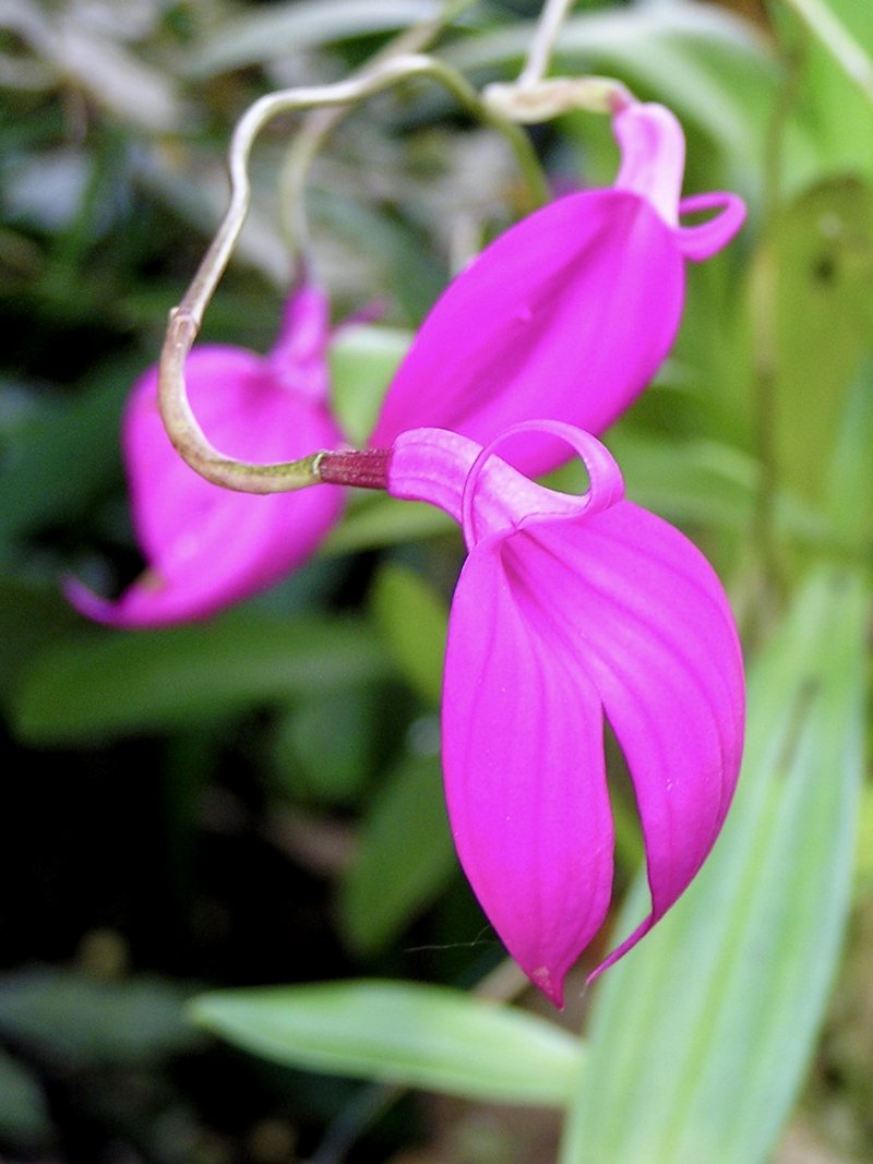 Masdevallia coccinea