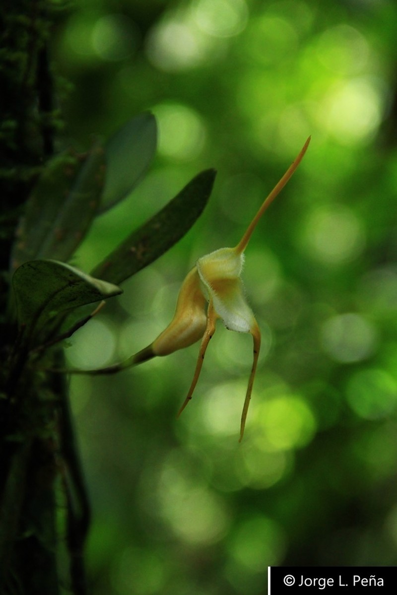 Masdevallia leonor-baeziana