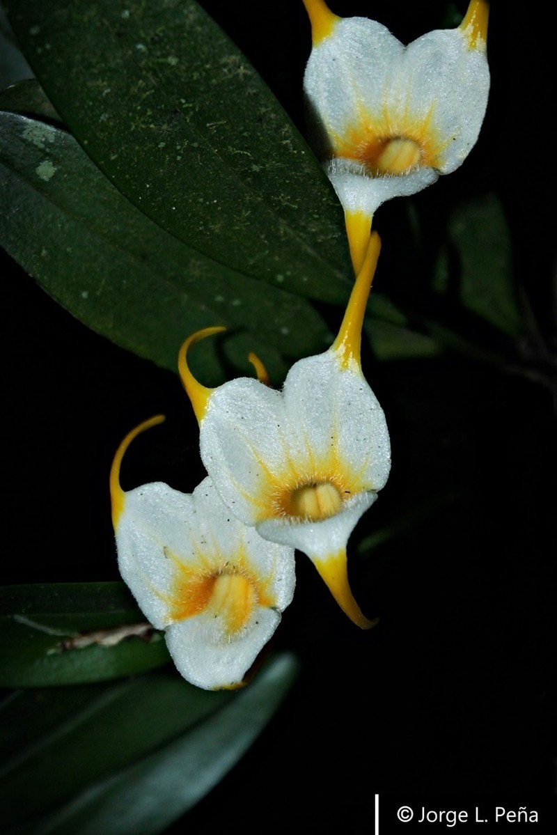 Masdevallia leonor-baeziana photo 2