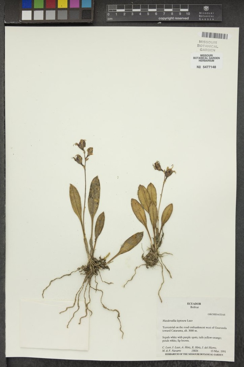 Masdevallia pachyura f. leptoura