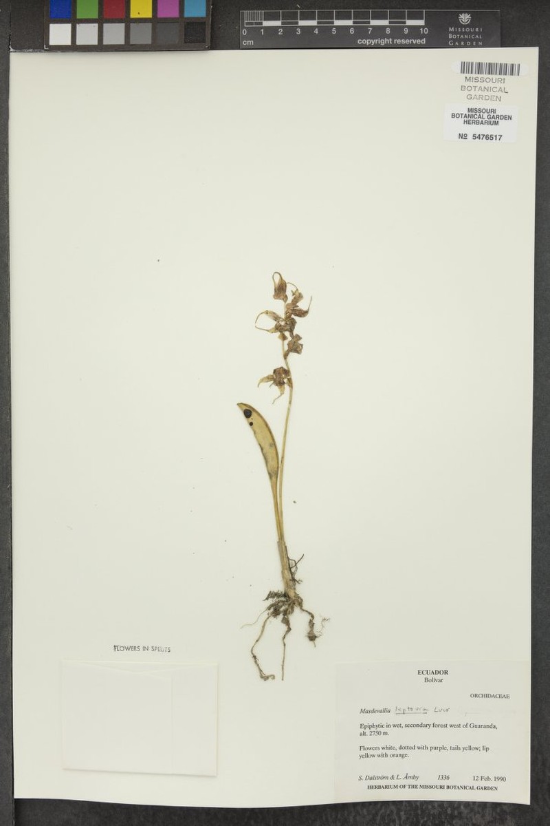Masdevallia pachyura f. leptoura photo 2