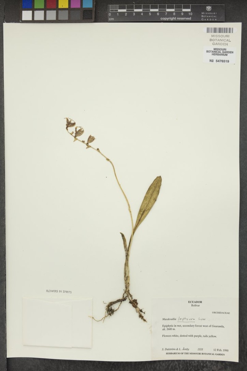Masdevallia pachyura f. leptoura photo 3