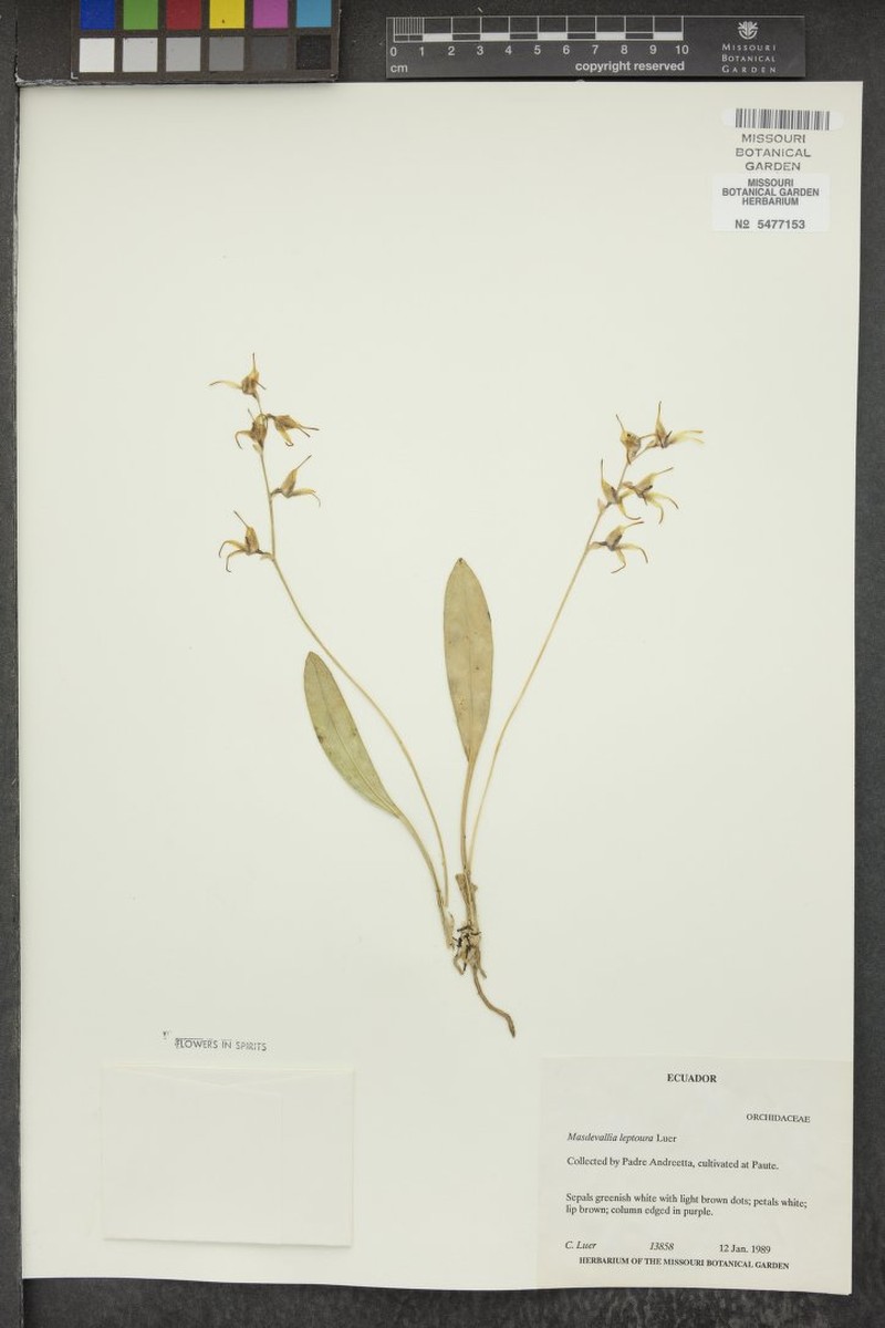 Masdevallia pachyura f. leptoura photo 4