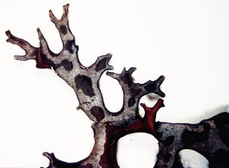 Richardson's Masonhalea Lichen