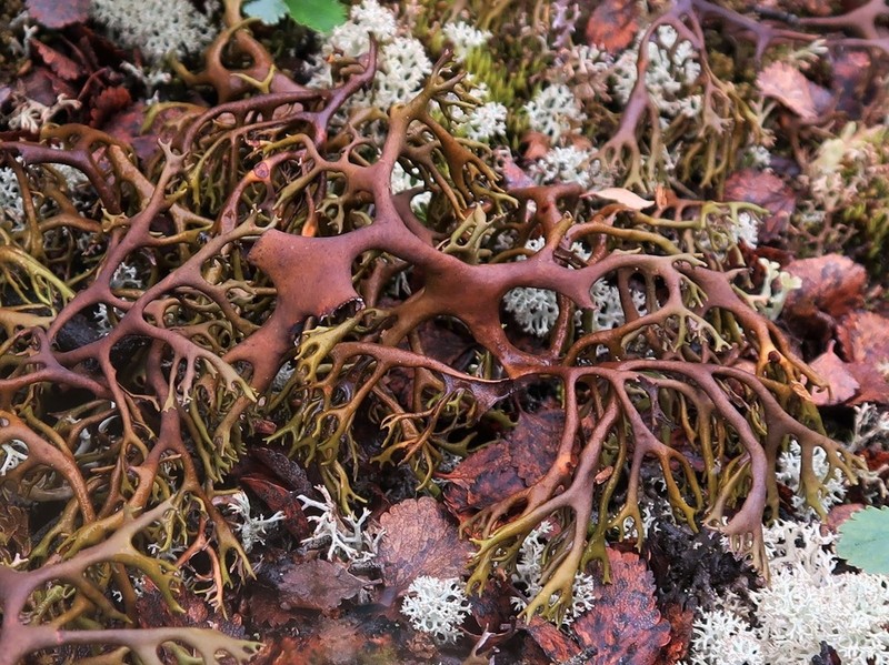 Richardson's Masonhalea Lichen photo 2