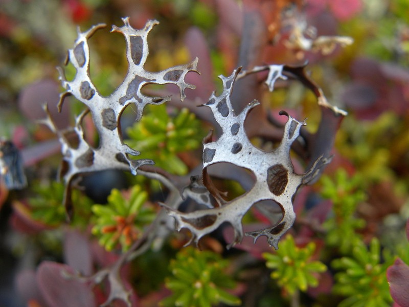 Richardson's Masonhalea Lichen photo 3