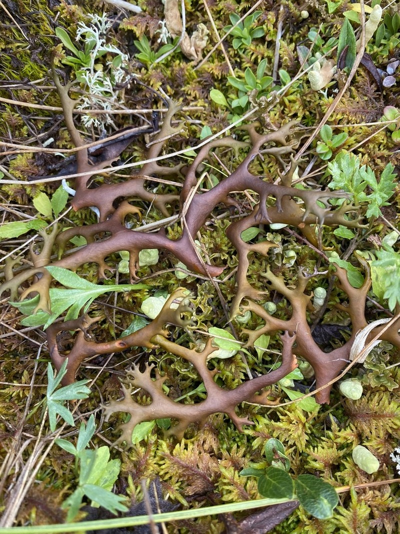 Richardson's Masonhalea Lichen photo 4