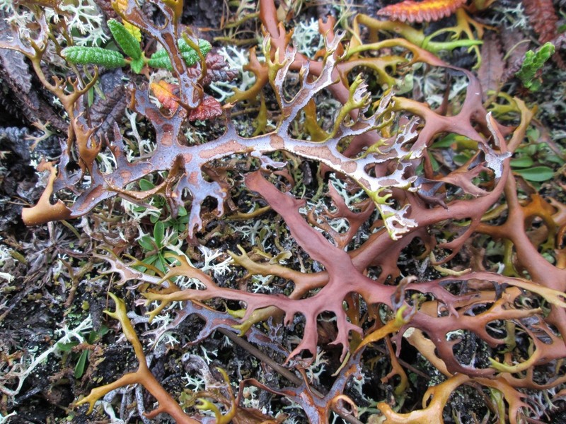 Richardson's Masonhalea Lichen photo 5