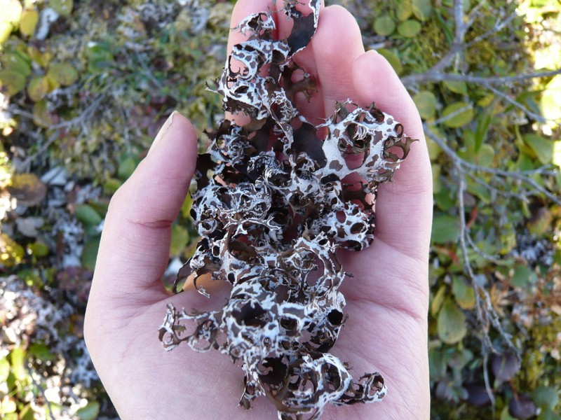Richardson's Masonhalea Lichen photo 6