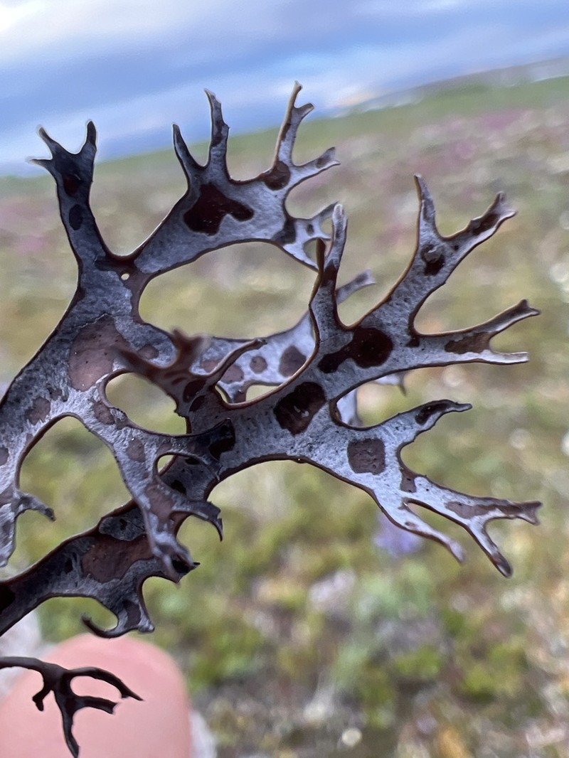 Richardson's Masonhalea Lichen photo 7