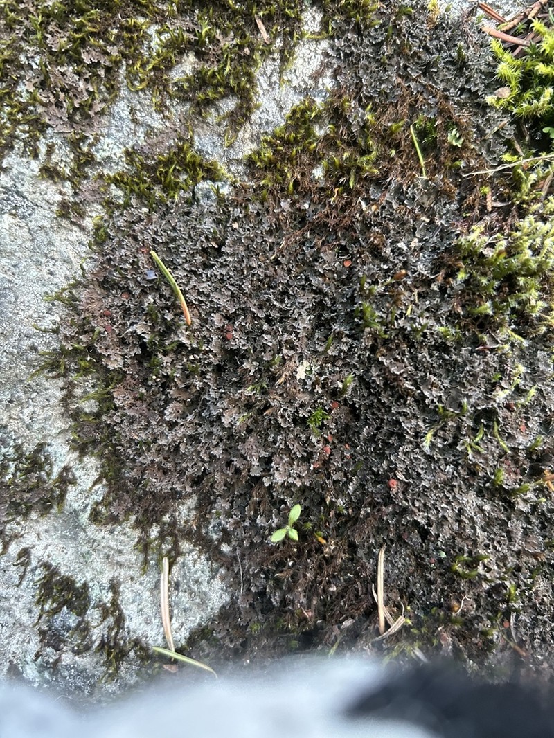 Littlelobed Lichen