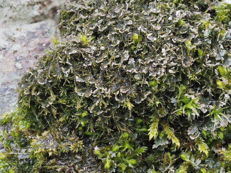 Littlelobed Lichen photo 2