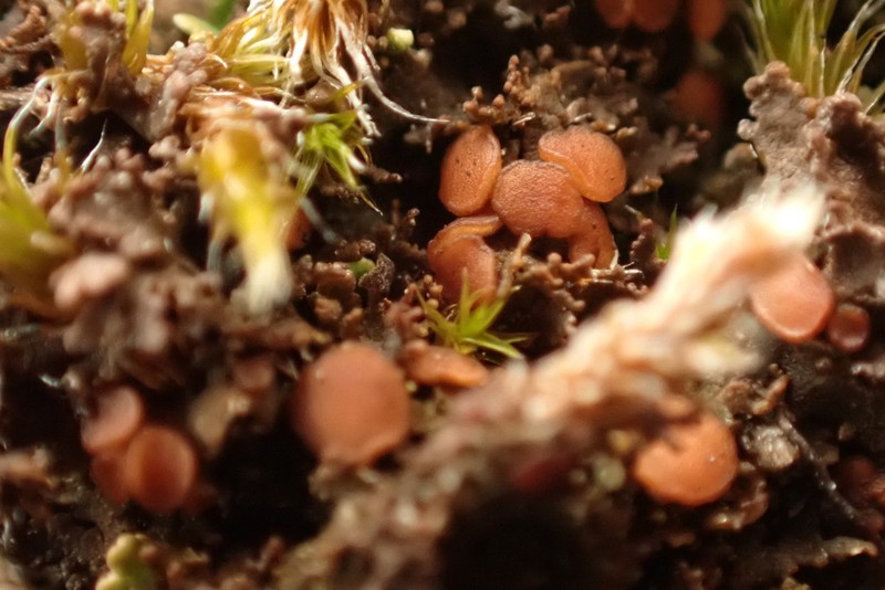 Littlelobed Lichen photo 3