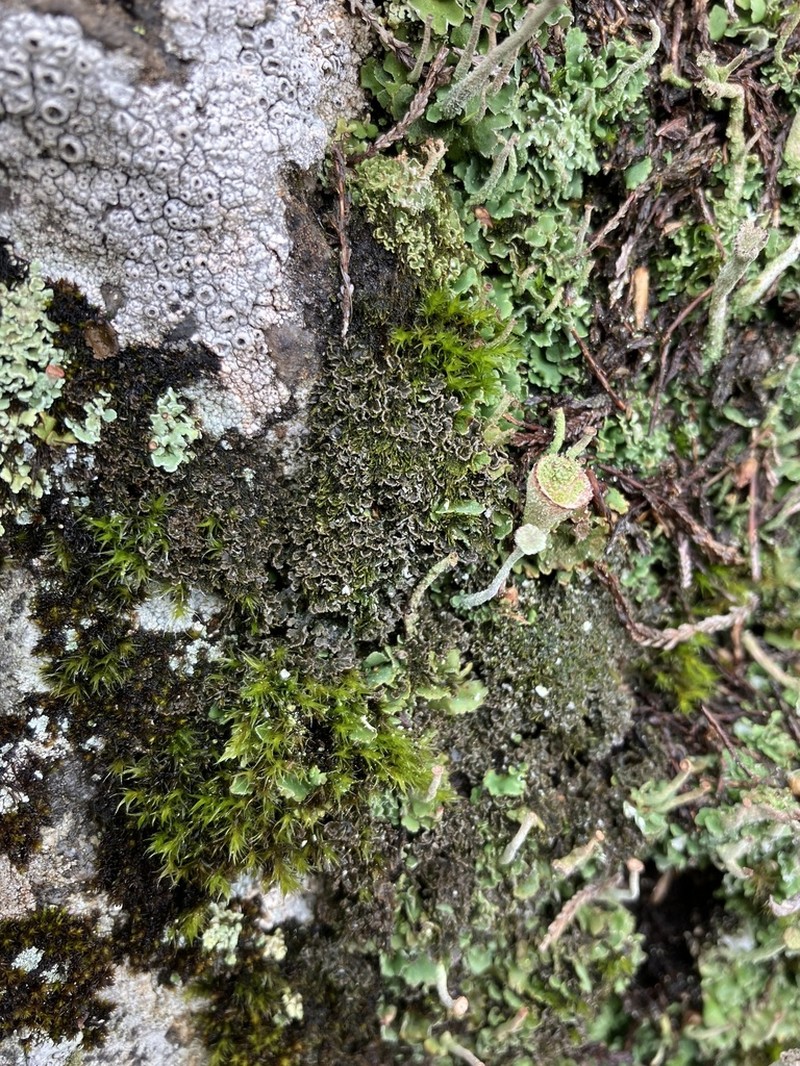 Littlelobed Lichen photo 4