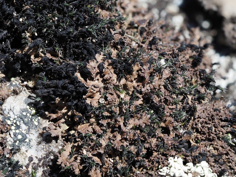 Littlelobed Lichen photo 5
