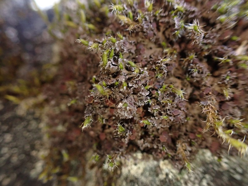 Littlelobed Lichen photo 6