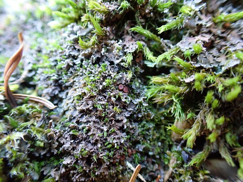 Littlelobed Lichen photo 7
