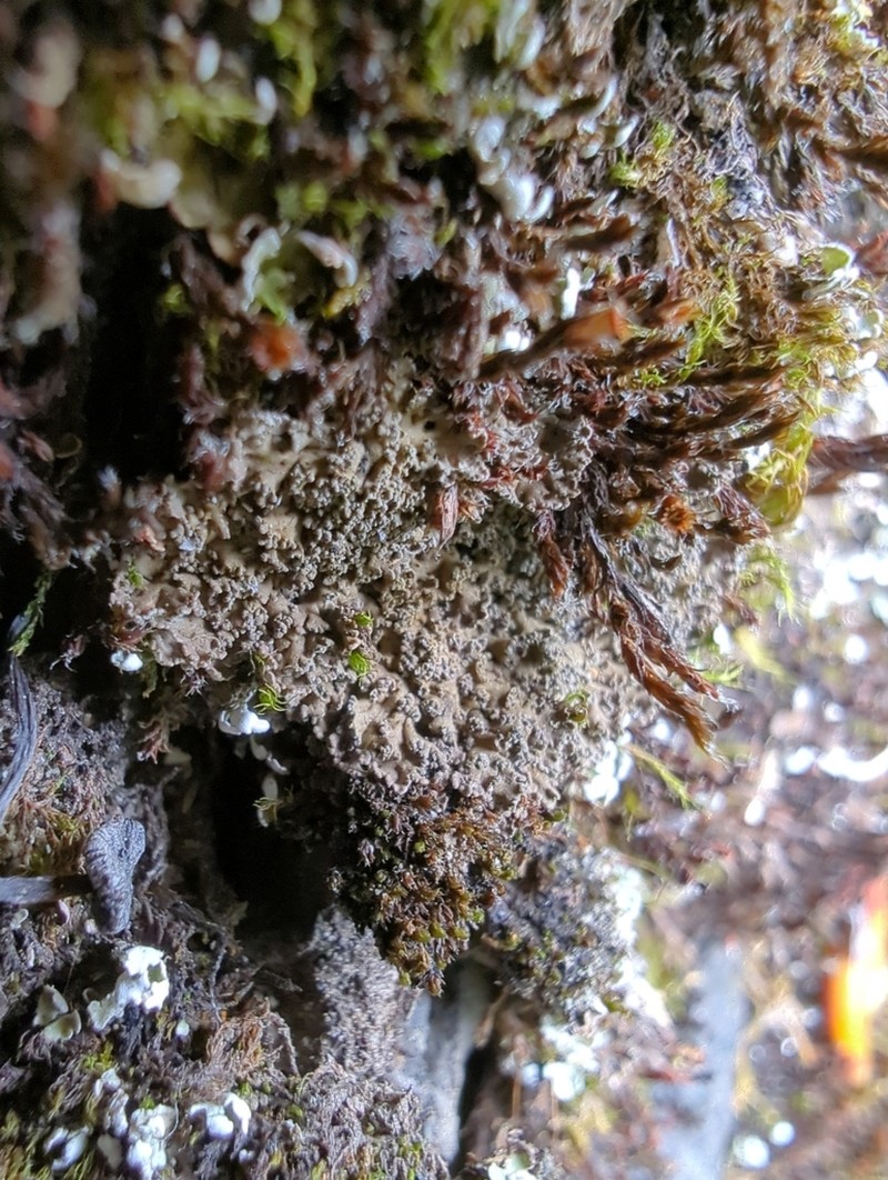 Littlelobed Lichen photo 8