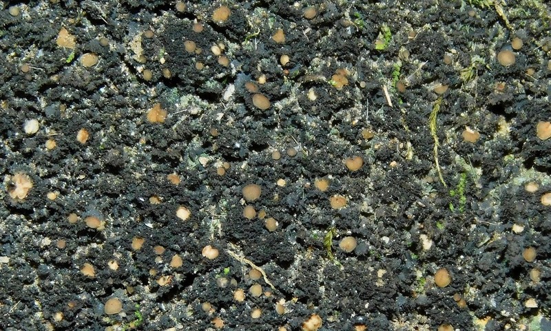 Littlelobed Lichen