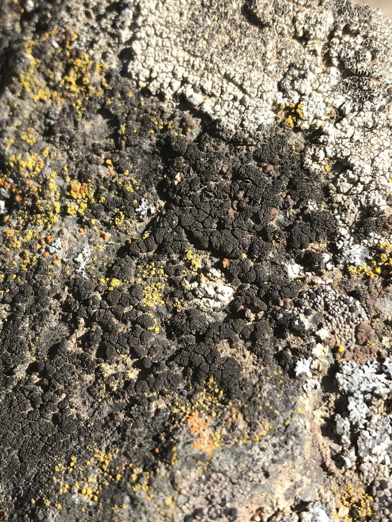Littlelobed Lichen photo 2