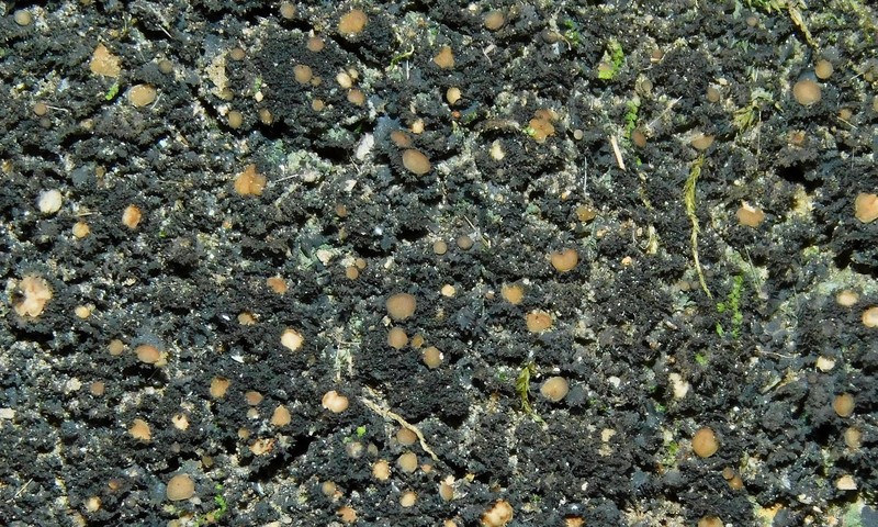 Littlelobed Lichen photo 3