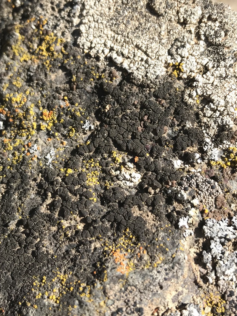Littlelobed Lichen photo 4