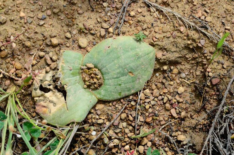 Massonia pseudoechinata photo 2