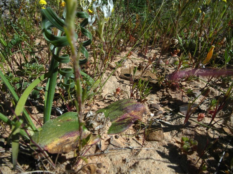 Massonia pseudoechinata photo 3