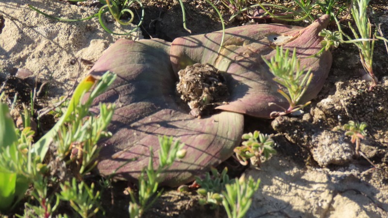 Massonia pseudoechinata photo 4