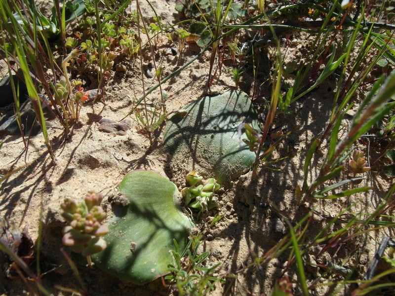 Massonia pseudoechinata photo 5