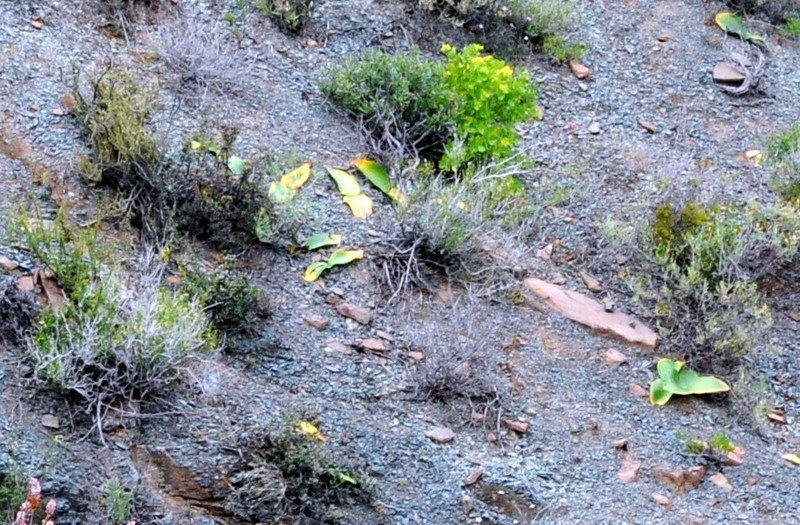 Massonia pseudoechinata photo 6