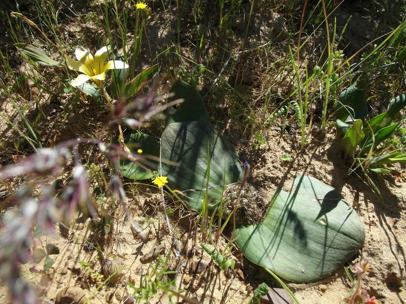 Massonia pseudoechinata photo 8