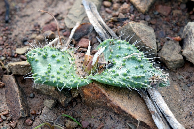 Massonia thunbergiana photo 3